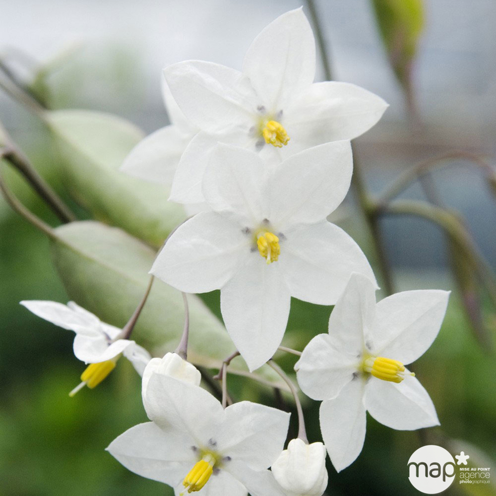 SOLANUM JASM.C 3L MDD-(827914)