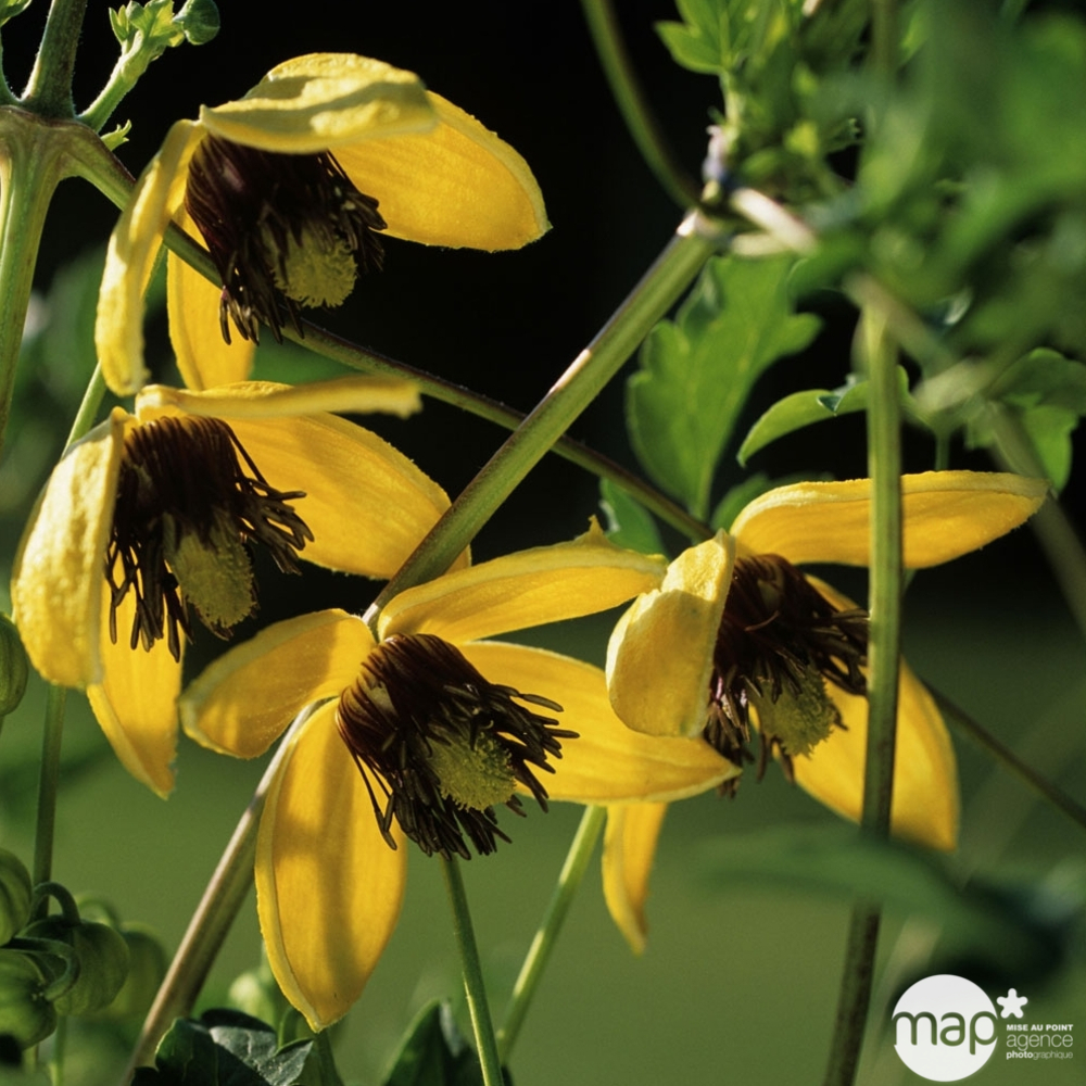 CLEMATIS GOLDEN TIARA C3L MDD-(827948)