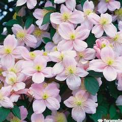 CLEMATIS MONT.PINK PERF.C3 MDD-(827952)