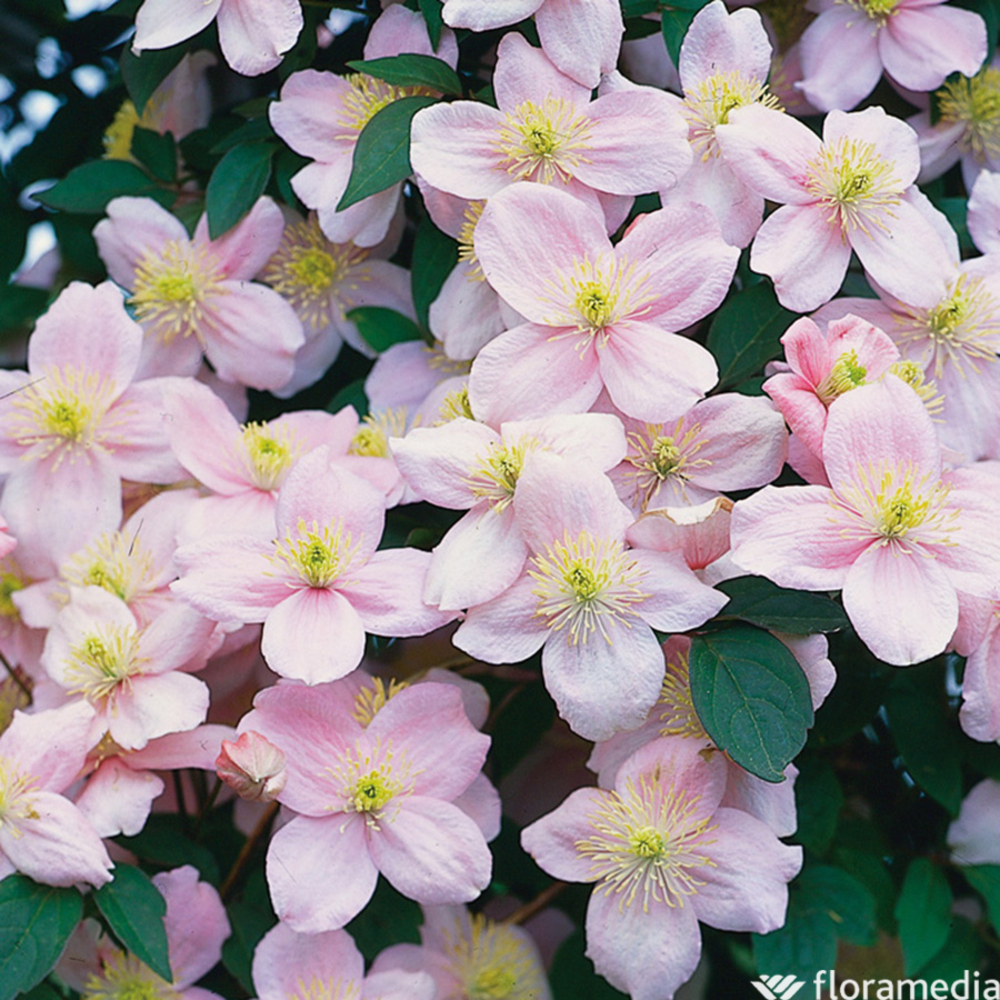 CLEMATIS MONT.PINK PERF.C3 MDD-(827952)