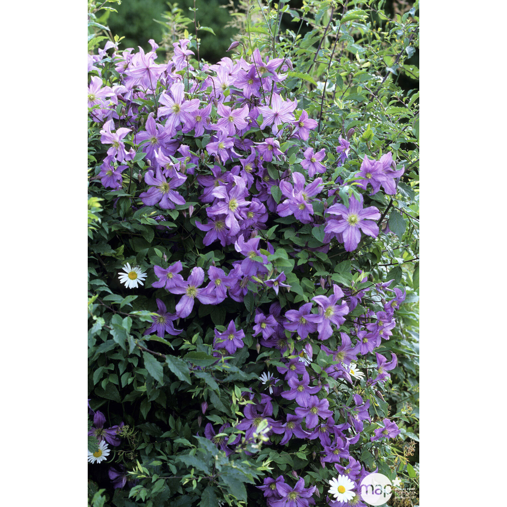 CLEMATIS PRINCE CHARLES C3 MDD-(827954)