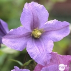 CLEMATIS PRINCE CHARLES C3 MDD-(827954)