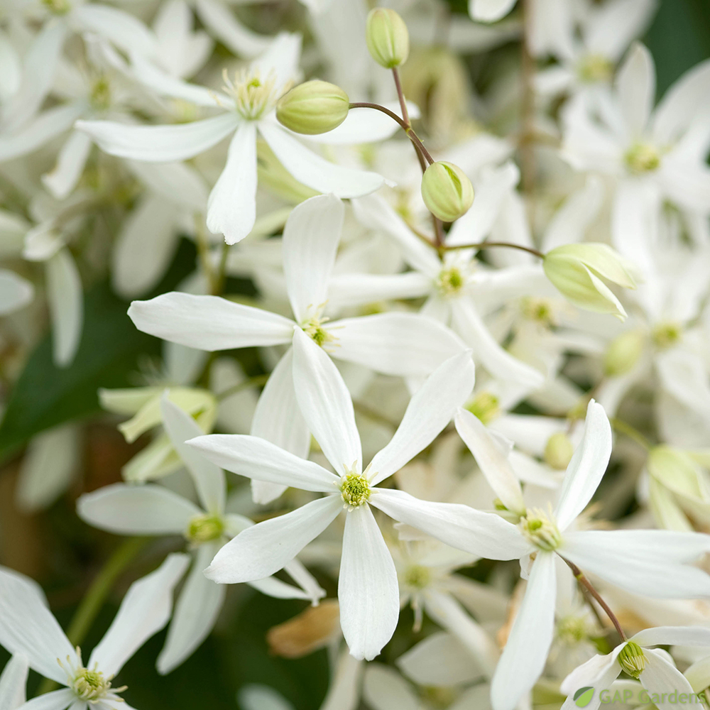 CLEMATIS ENHAM STAR C 3L MDD-(827957)