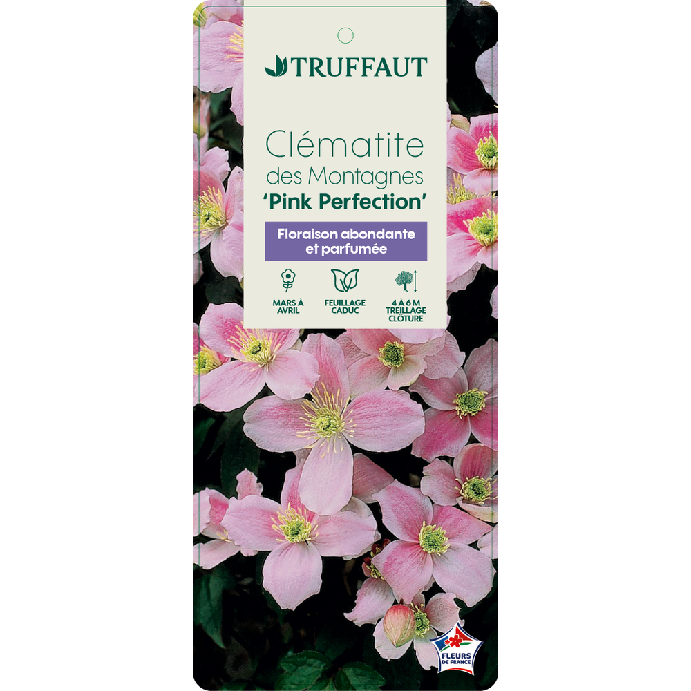 CLEMATIS MONT.PINK PERF.6L MDD-(827963)