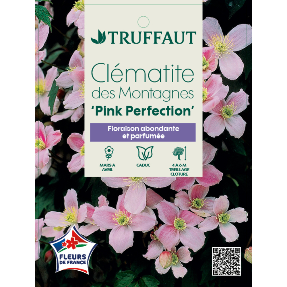 CLEMATIS MONT.PINK PERF.6L MDD-(827963)