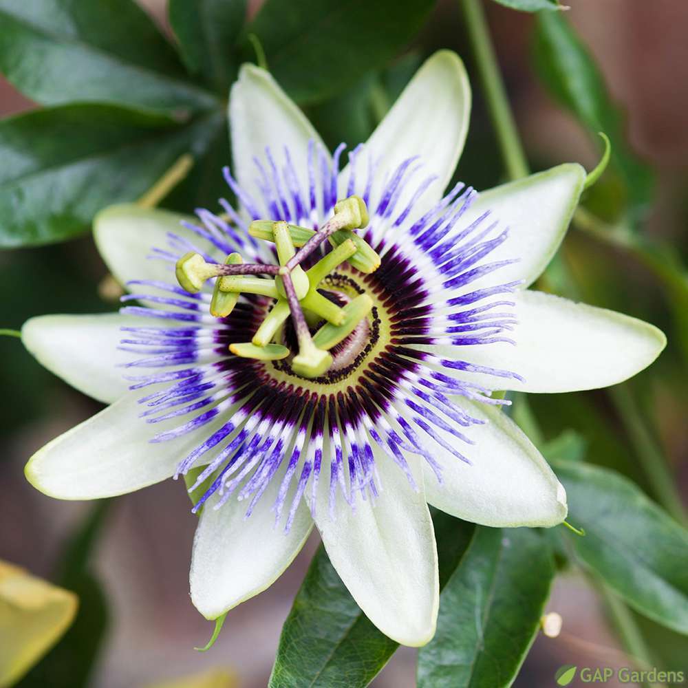 PASSIFLORA CLEAR SKY C 6L MDD-(827966)