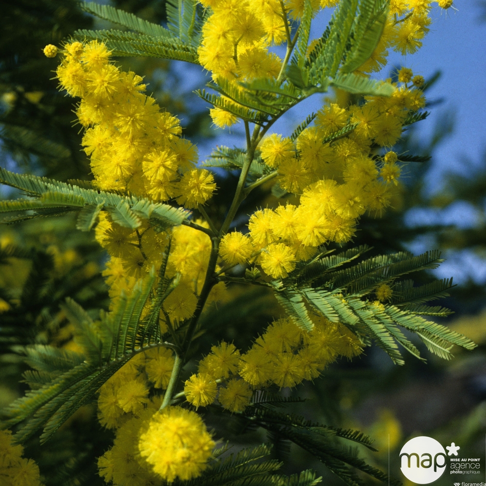 Acacia 'Le Gaulois' greffé : en touffe - pot D. 18 cm