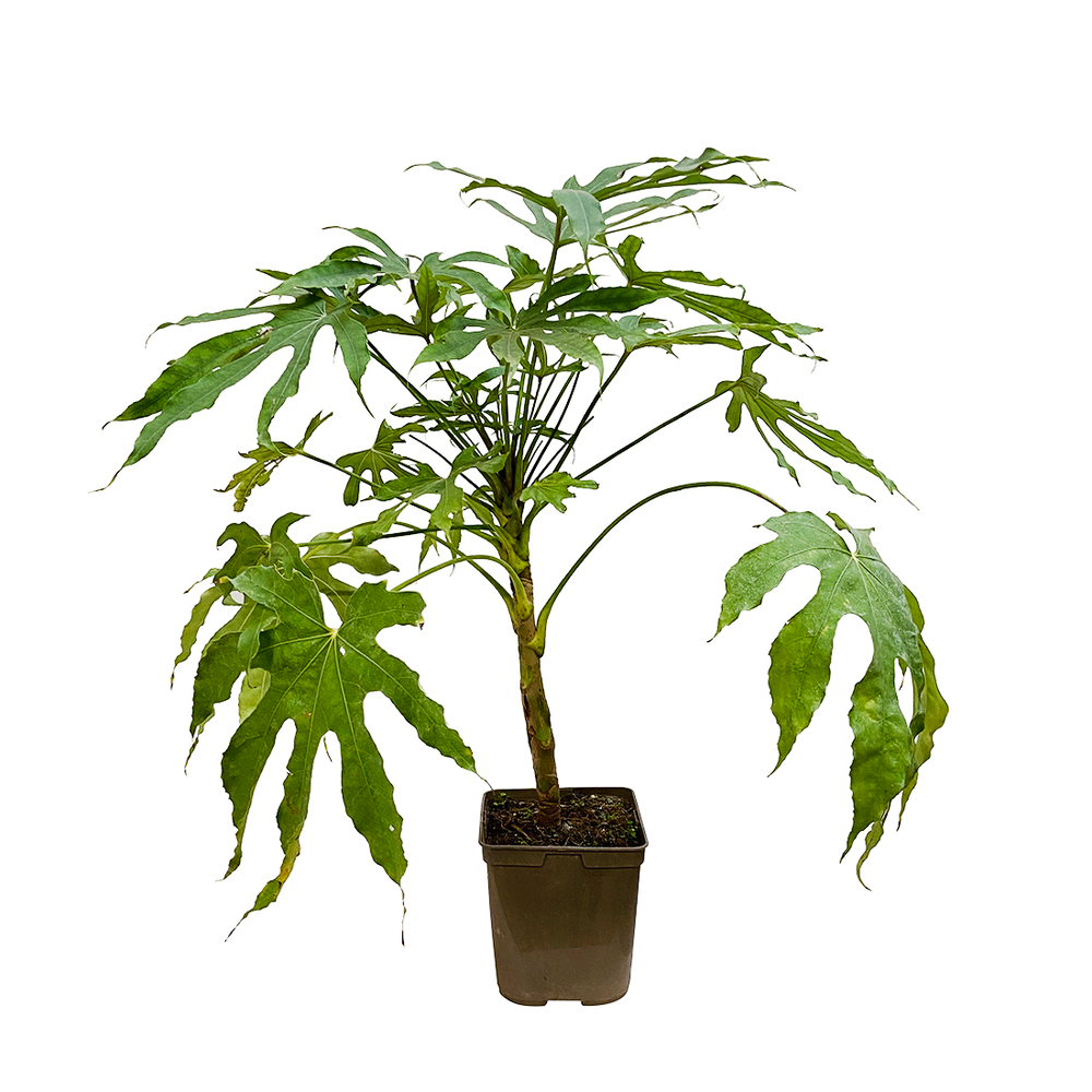 Fatsia polycarpa 'Green Fingers' pot 3L