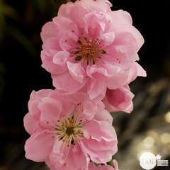 Prunus 'Taoflora Pink':pot 10L