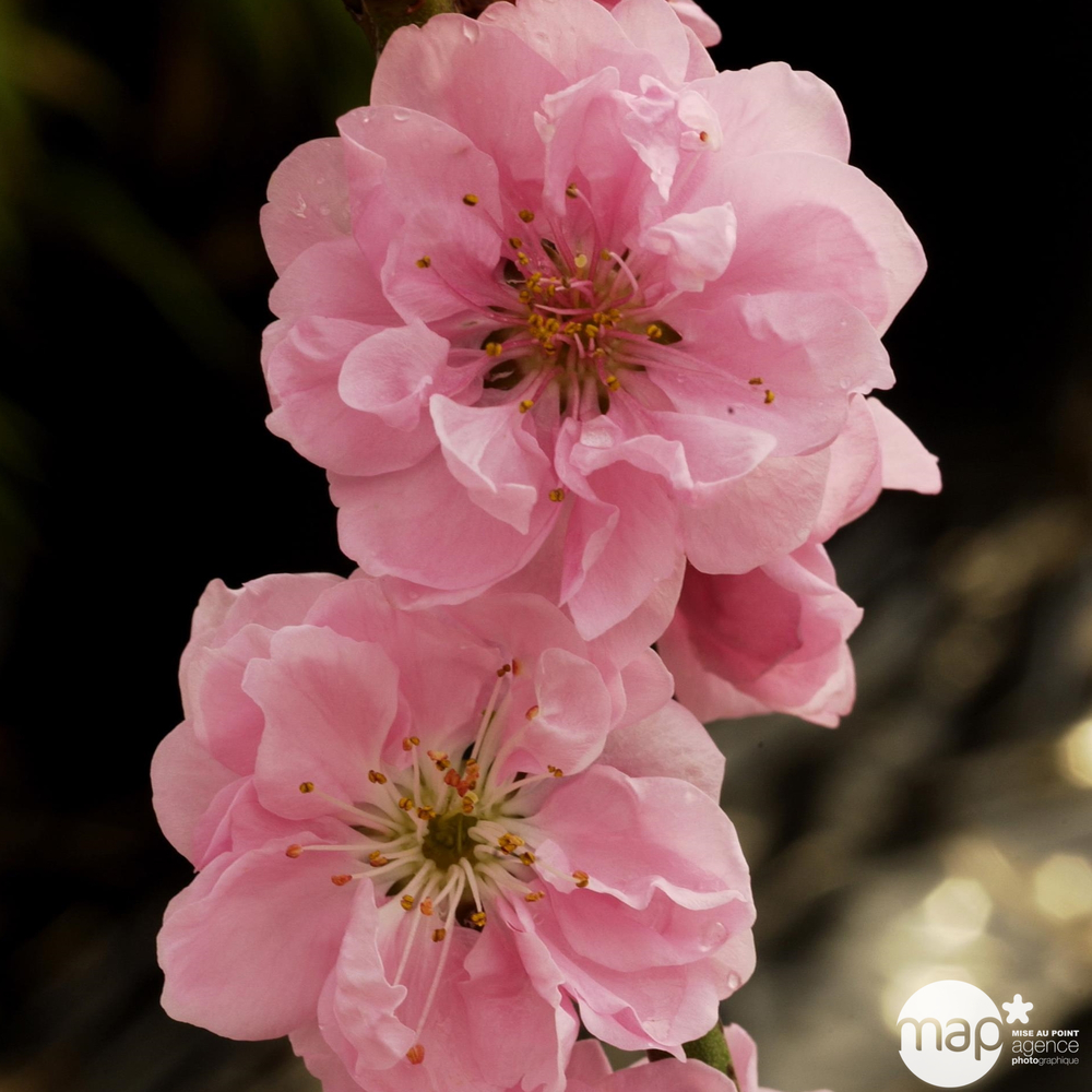 PRUNUS TAOFLORA PINK C10L-(828321)