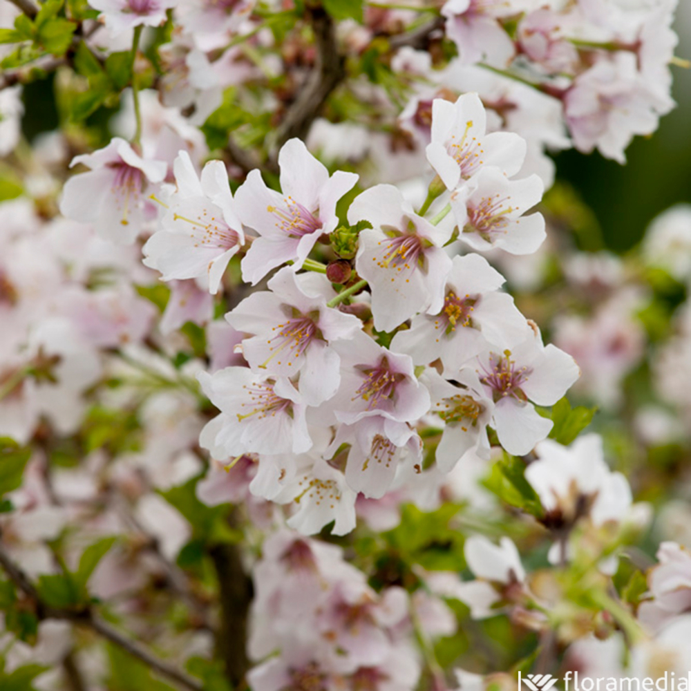 PRUNUS KOJO NO MAI C 4.5L TFE-(828324)