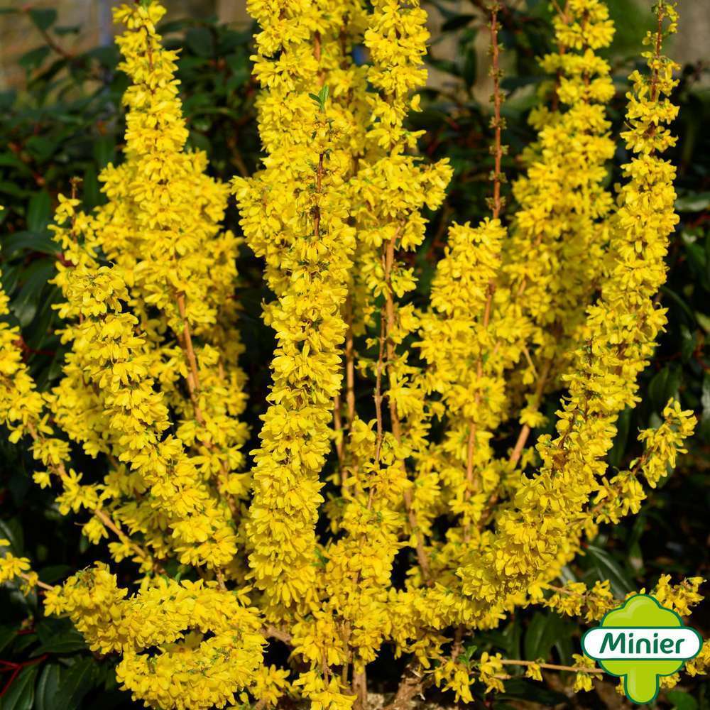 FORSYTHIA MIKADORÂ® C10L-(828325)
