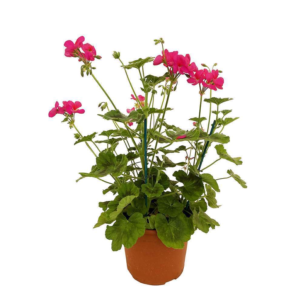 GERANIUM ANTIK C 4.5L TUTEURE-(828368)
