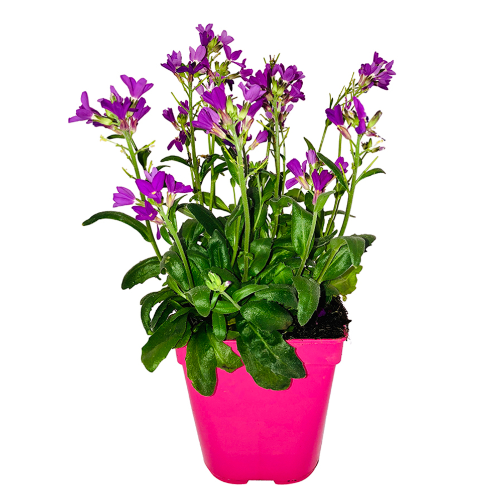 Vivaces HappY Colors pot 1L