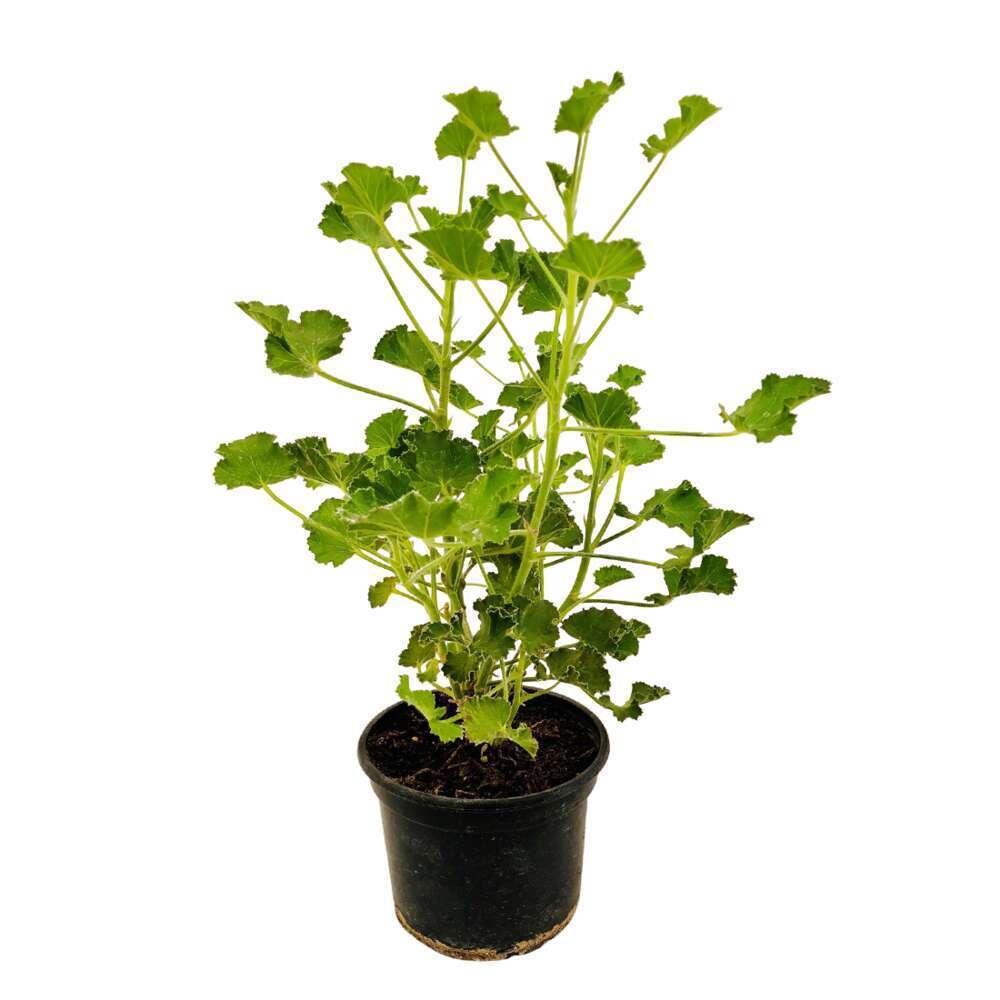 Geranium Odorant Pot 1l Truffaut