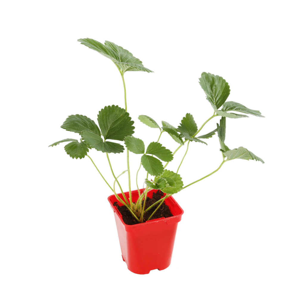 FRAISIER S.BREEZE ROSE F1 C0.5-(828429)