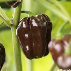 Plant de poivron 'Chcolat' bio : pot de 0,5 litre