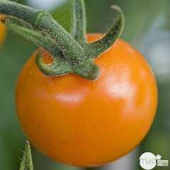 Plant de tomate 'Sungold' F1 bio : en motte