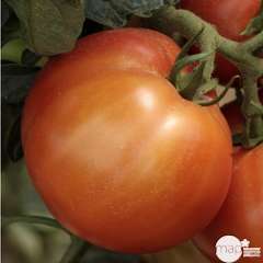 Plant de tomate 'Fantasio' F1 bio : en motte