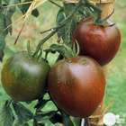 Plant de tomate 'Noire de Crimée' bio : en motte