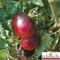 Plant de tomate 'Black Shadow' bio : pot de 0,5 litre