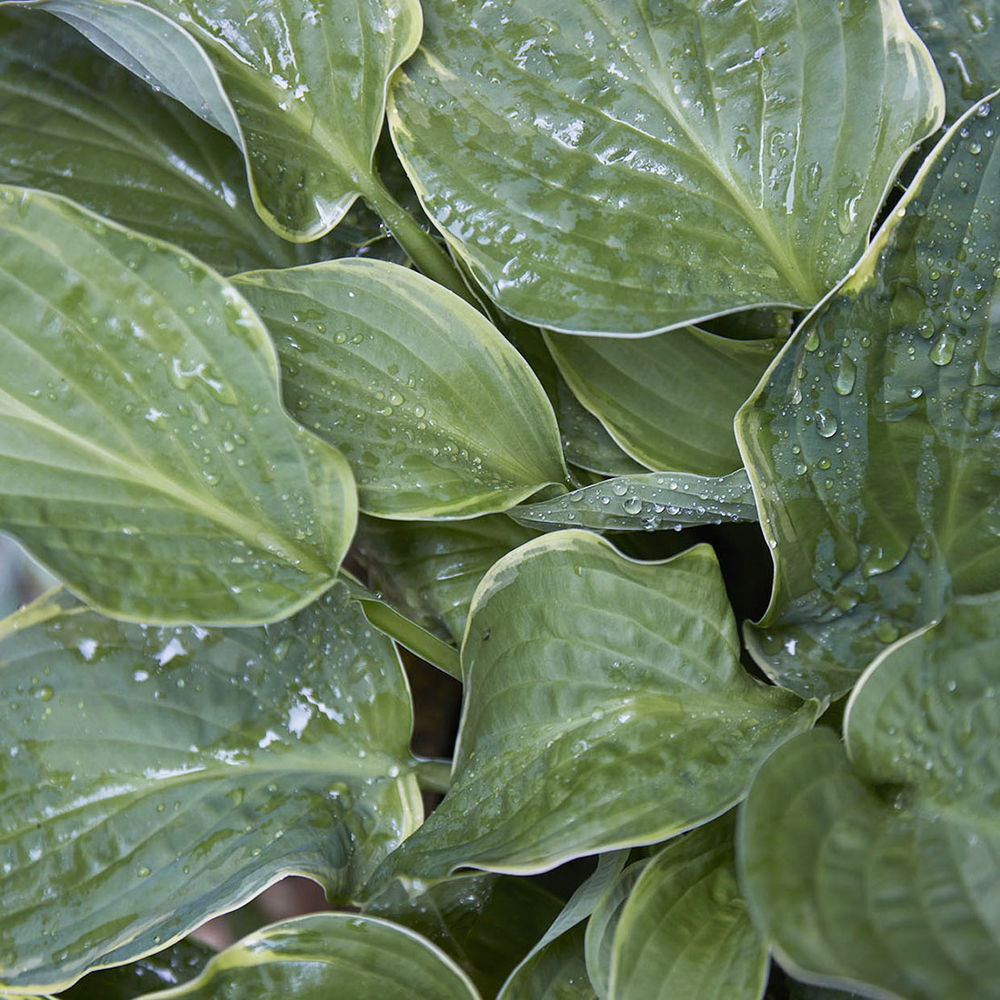 Hosta : C.4L
