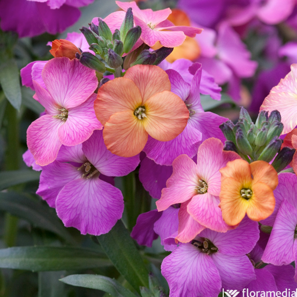 Erysimum Winter Pot 2L