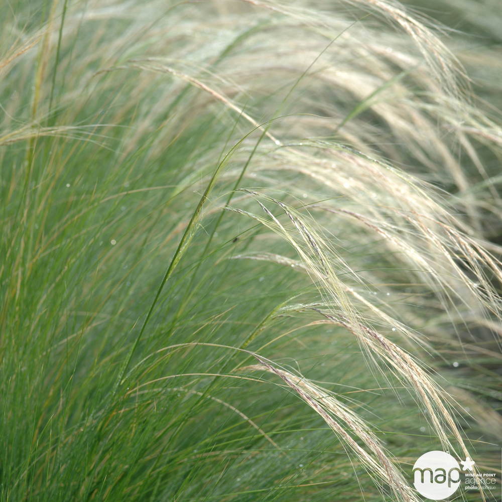 STIPA C 5L-(828629)