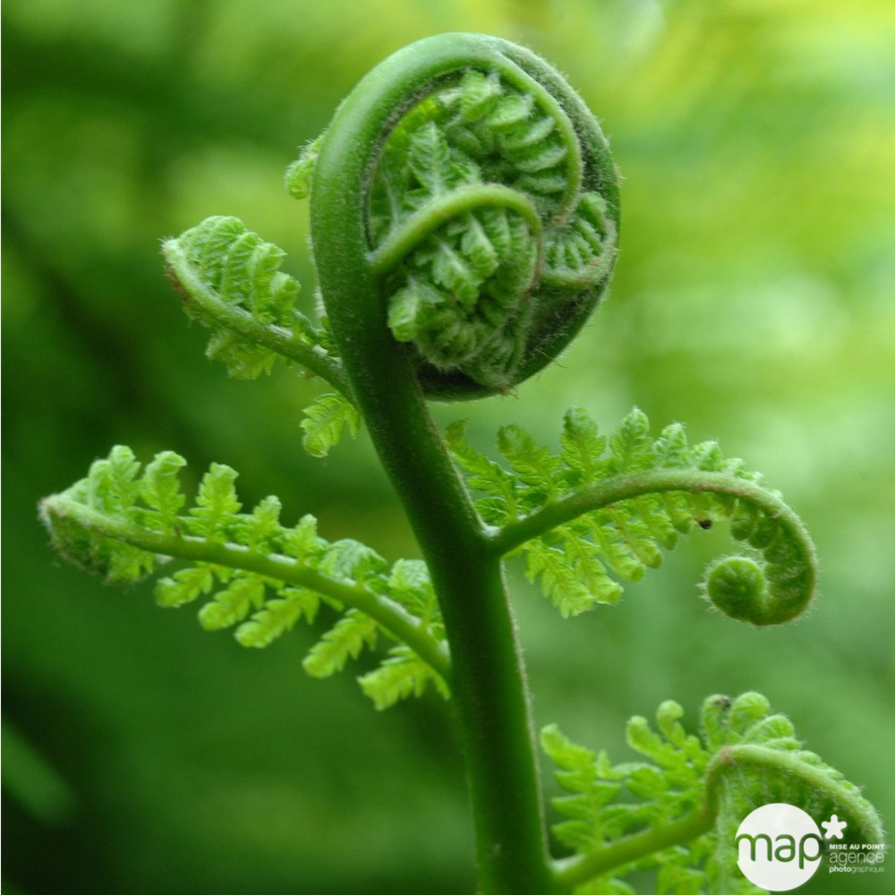 DICKSONIA ANTARCTICA C 4L TFE-(828648)