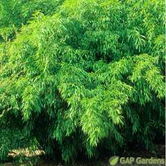 Bambou moyen phyllostachys flexuosa: pot de 7 litres