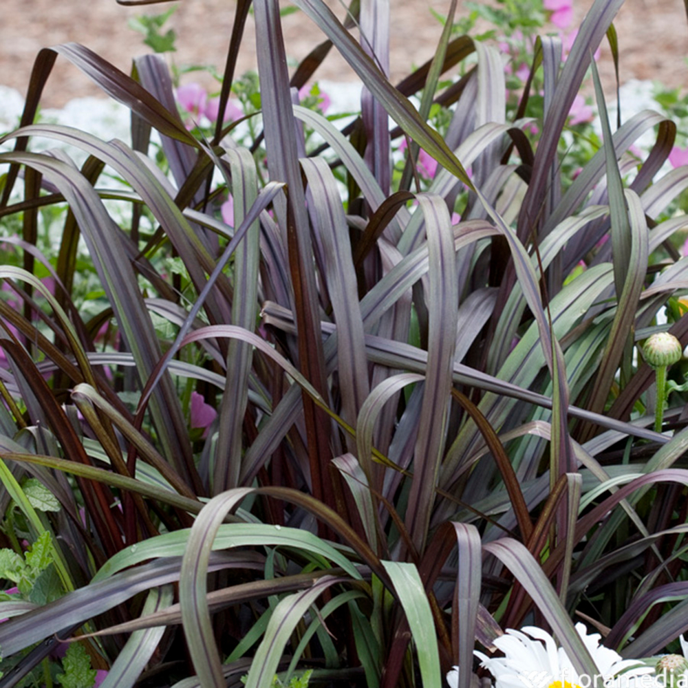 PENNISETUM VERTIGO C 3L-(828664)