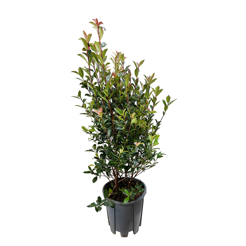 
Photinia 'CarrÃ© Rouge': pot 18L