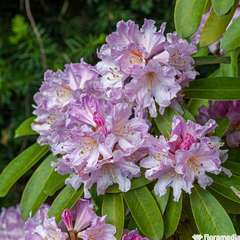 Rhododendron Inkarho Dufthecke : pot 5L