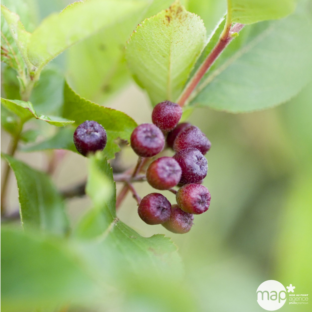 ARONIA VIKING C 3L-(828693)