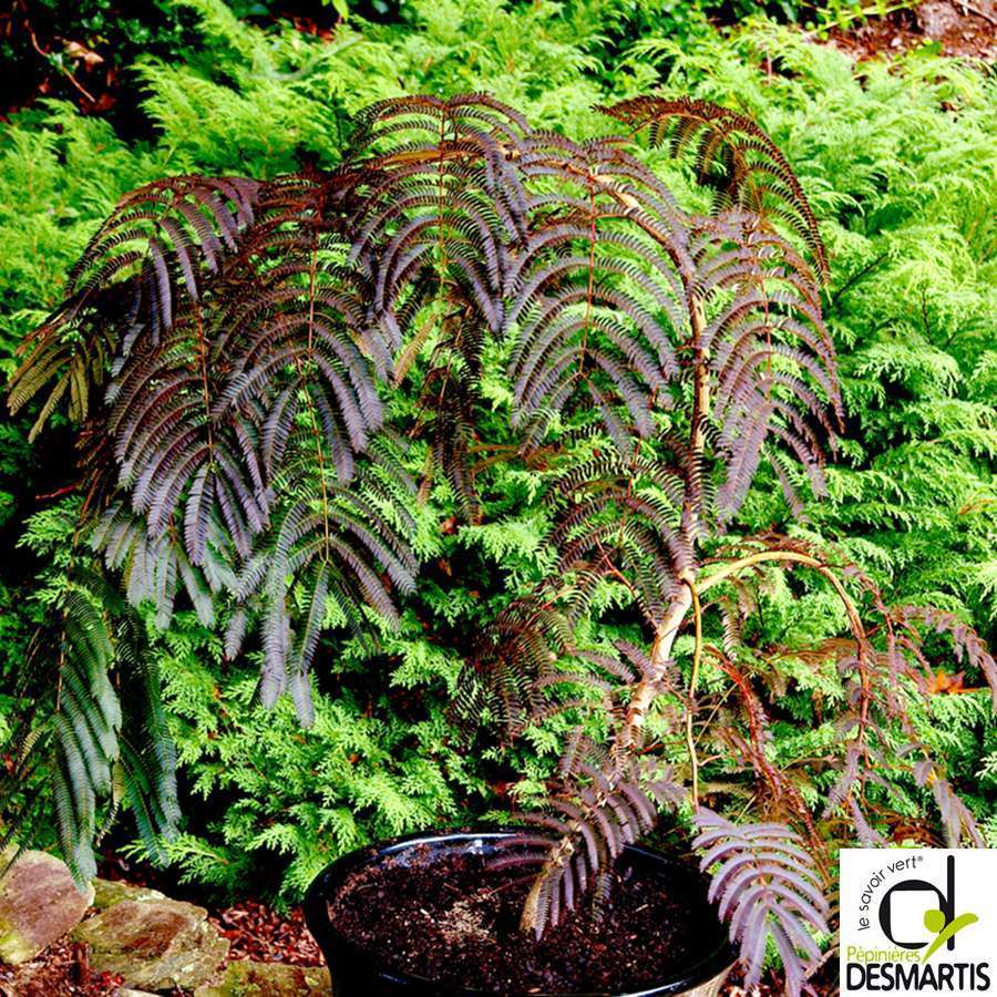 ALBIZIA CHOCO.FOUNT.C15L 1/2T-(828699)