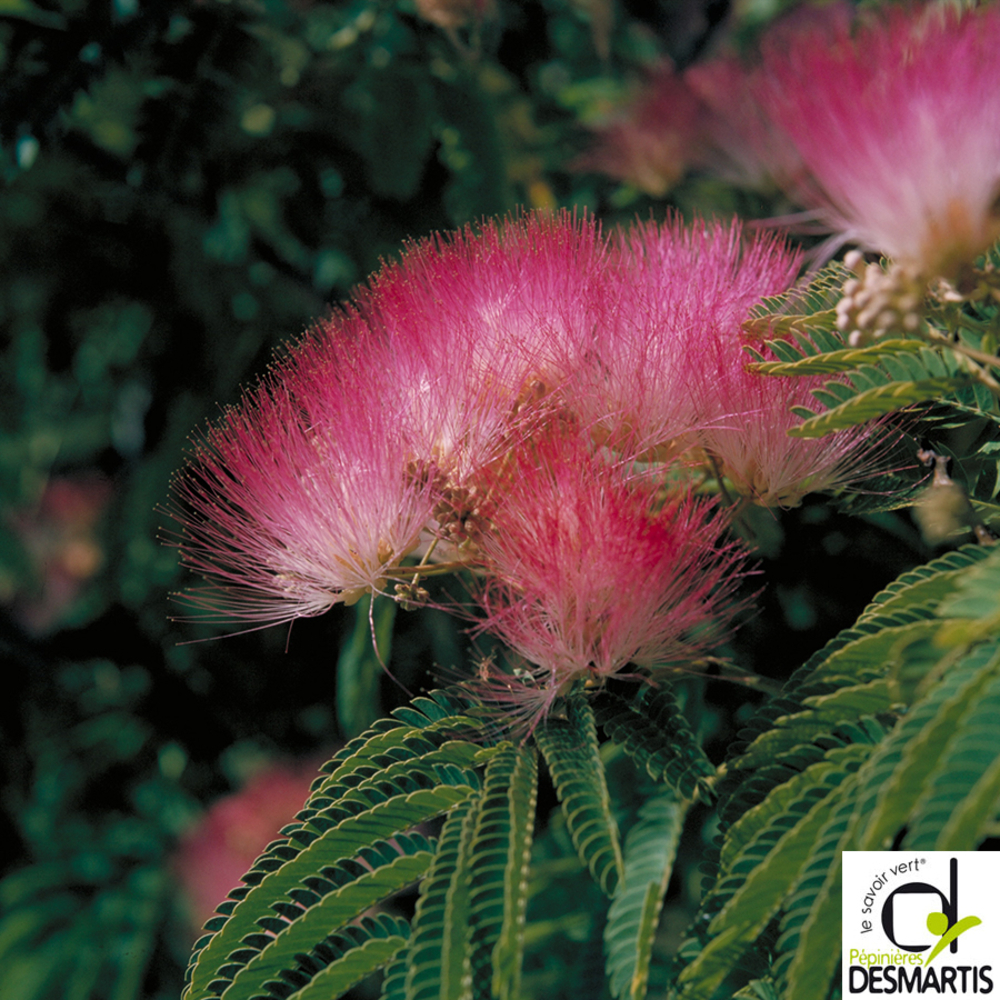 ALBIZIA O.BOUBRI C15L 1/2T-(828701)