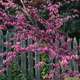 Cercis canadensis 'Appalachian Red':pot 7.5L