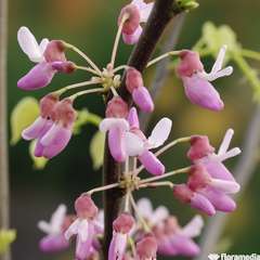 CERCIS HEARTS OF GOLD C 7.5L-(828709)