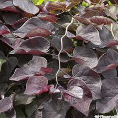 CERCIS CAN.RUBY FALLS C 7.5L-(828710)