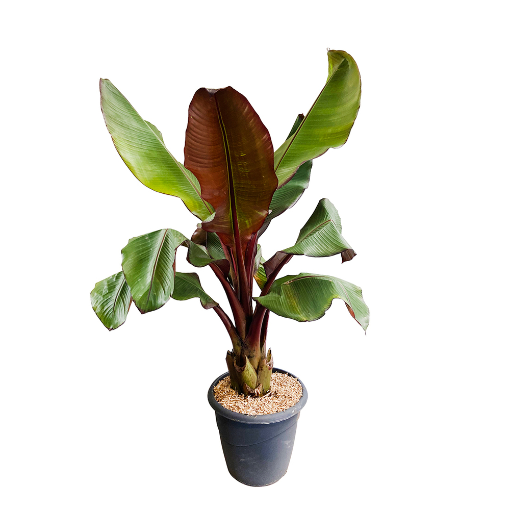 Musa ensete Maurelii : C15L
