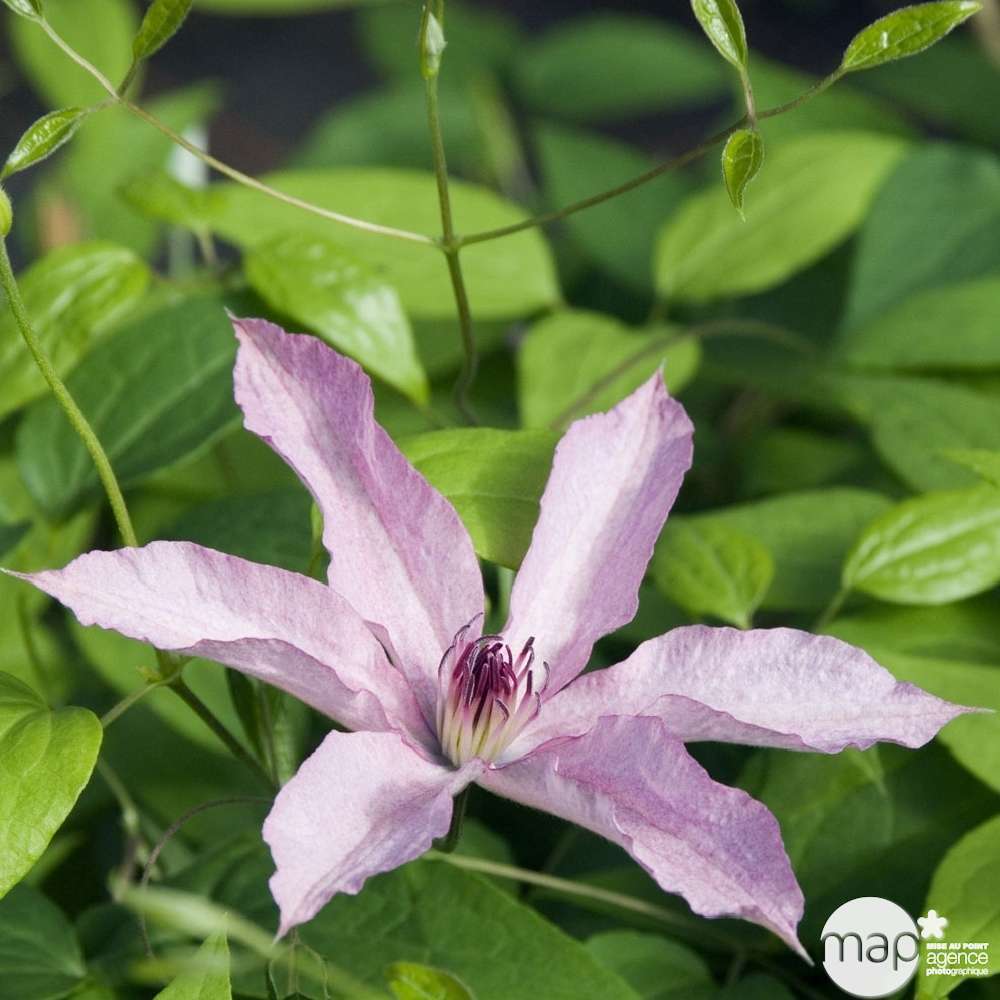 Clematis x 'Hagley Hybrid' pot 3L