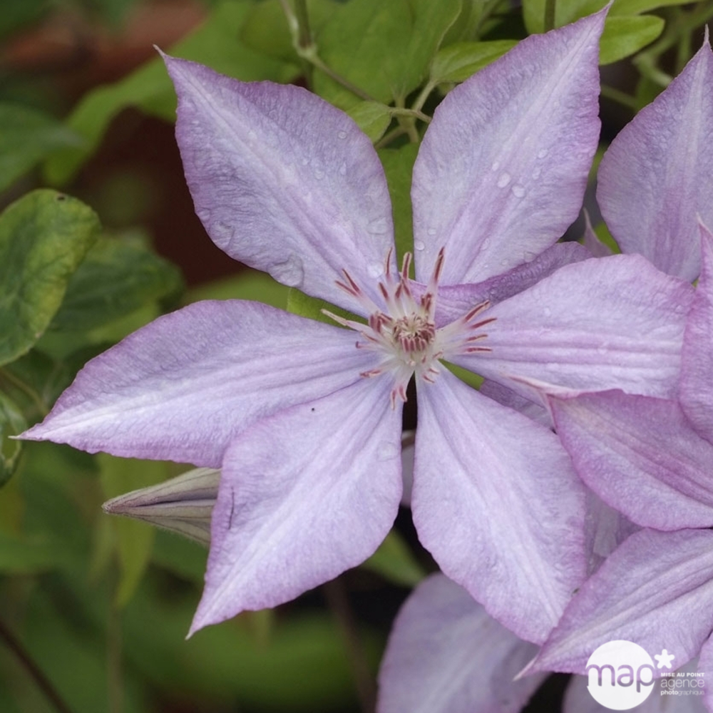 CLEMATIS CHOLMONDELEY C3L ECH-(828721)