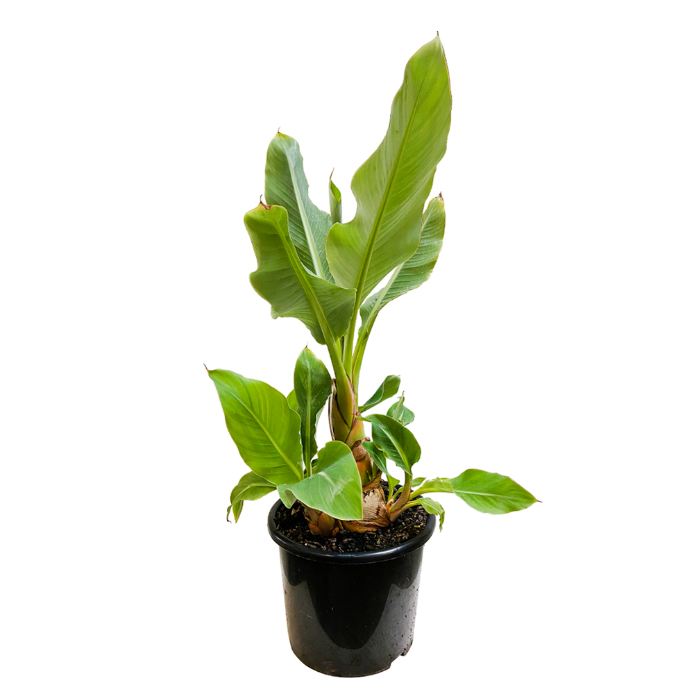 Musella Lasiocarpa : C15L
