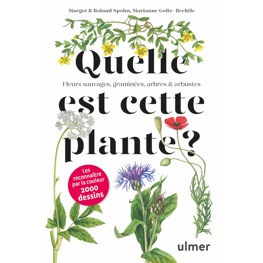 QUELLE EST CETTE PLANTE-(828781)