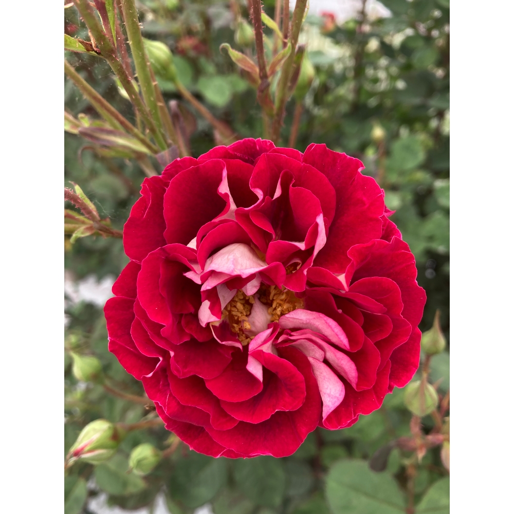 Rosier Generosa ®Guy Darmet ®'Guidar' : pot 5L 