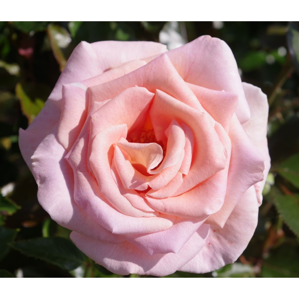 Rosier buisson 'La côte d'Emeraude®' : pot 5L