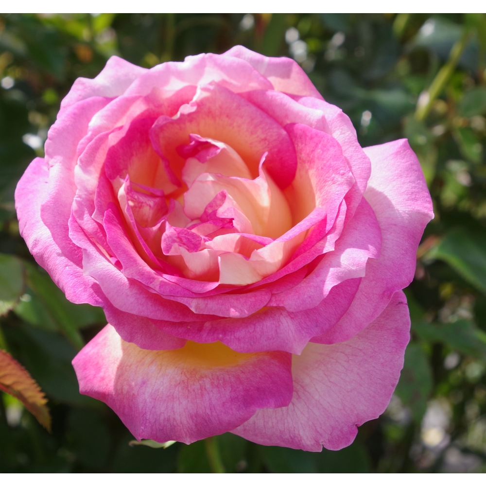 Rosier buisson 'Parfum Tropical®' : pot 5L