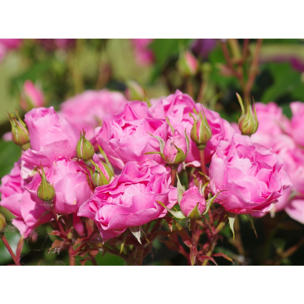 Rosier buisson PLANT'N'RELAX ®I AM GRATEFUL : pot 5L