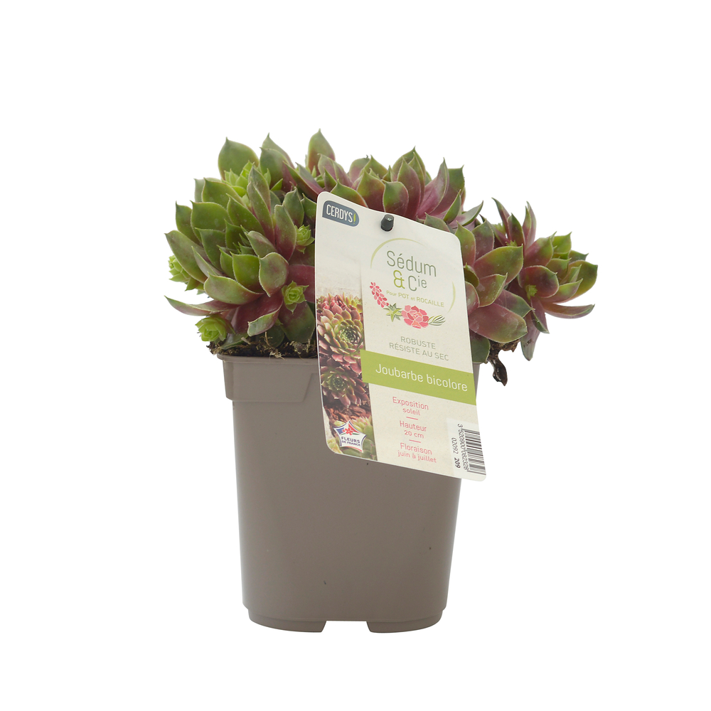 Joubarbe collection : pot 1L