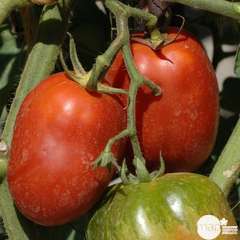 TOMATE RUSSE ROUGE AB C 0.5L-(828992)